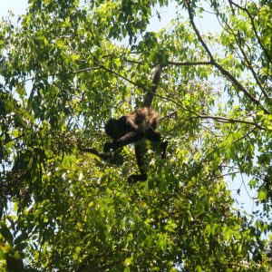 Durante la expedición por Tikal, no sólo verán copas de los antiguos árboles, disfrutarán de las familias de monos arañas y zaraguates columpiandose libremente. .
